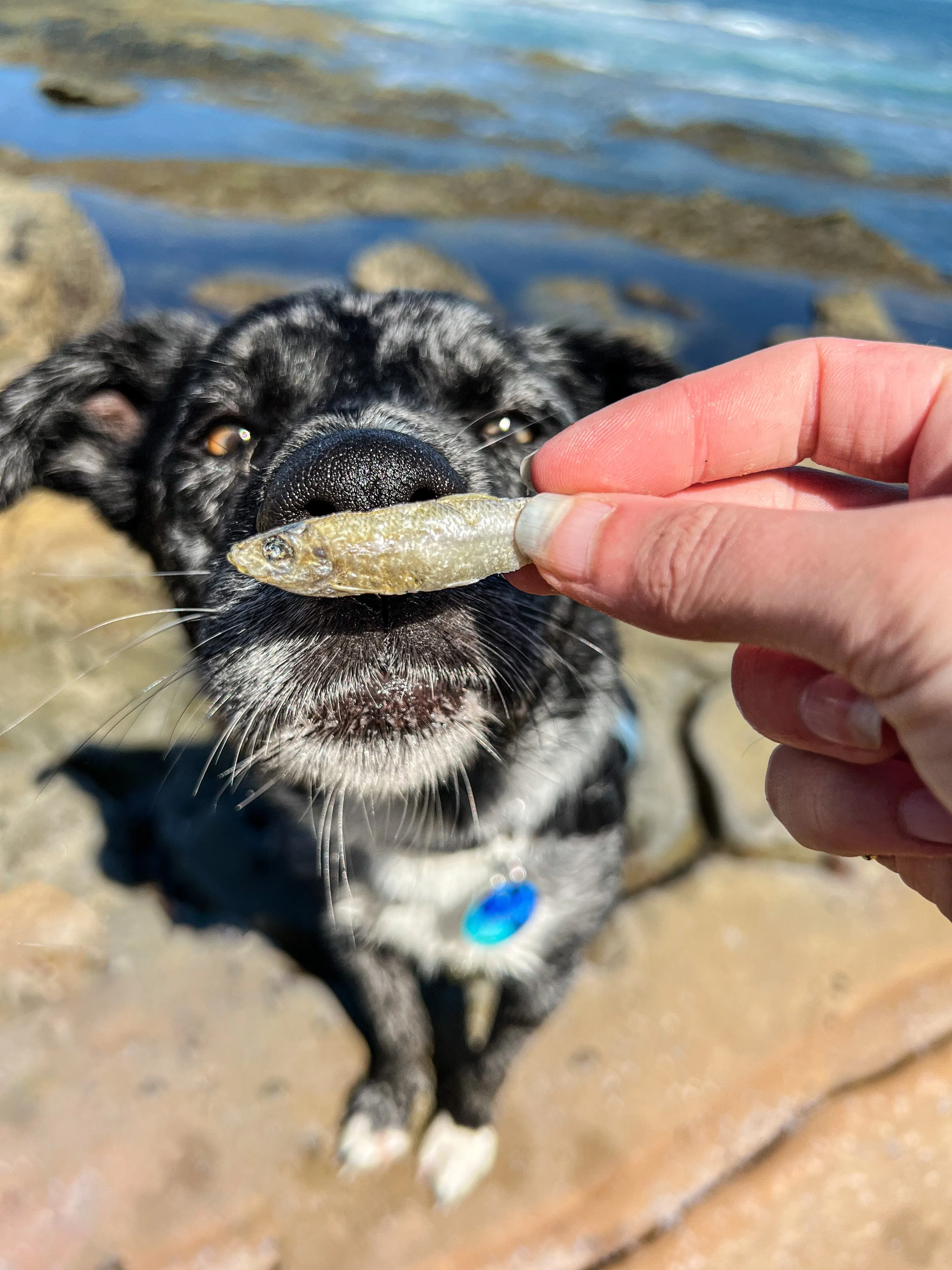 Wild-Caught Whole Bait Fish | Raw Freeze-Dried Wholefood Treats