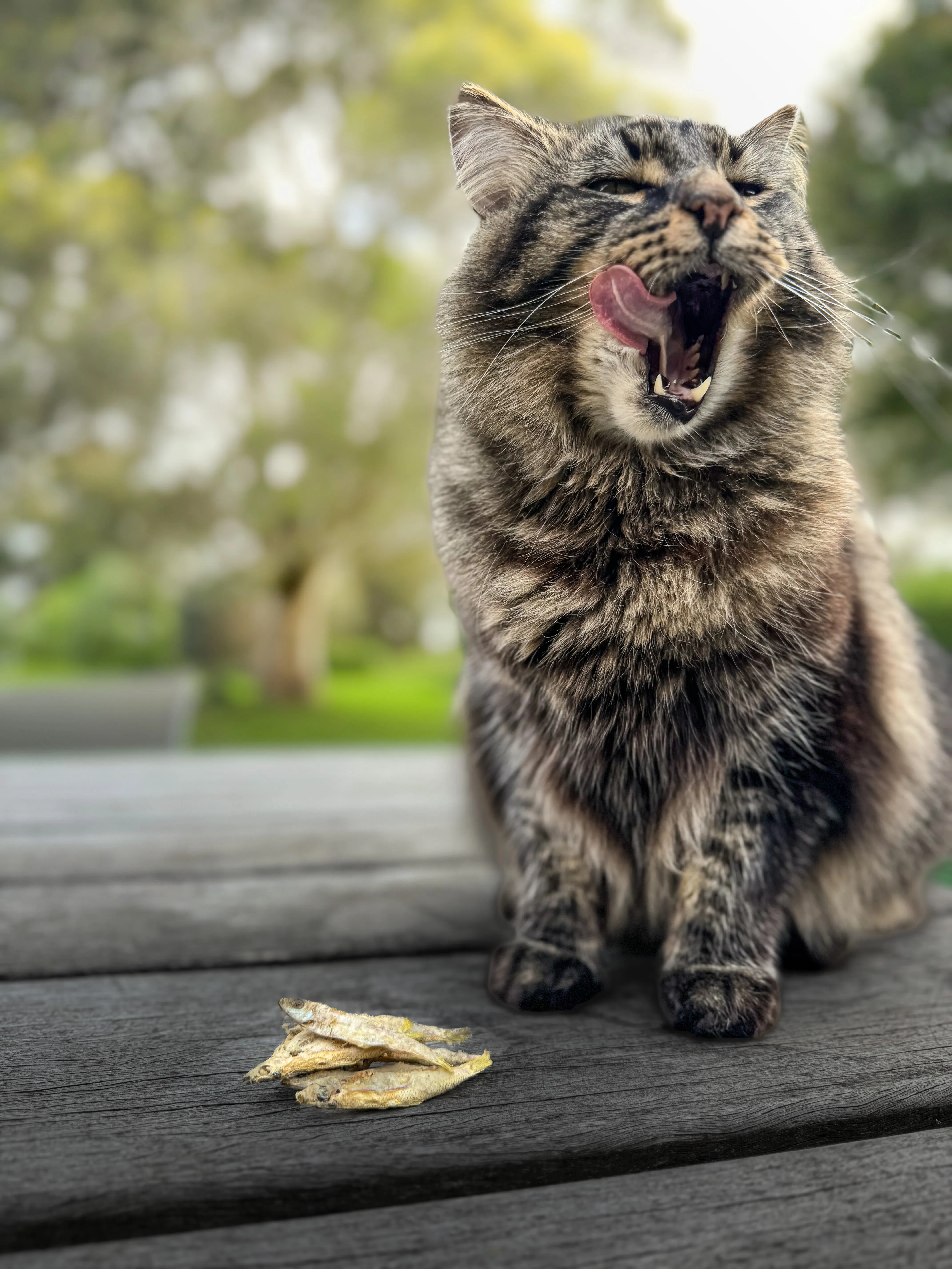 Wild-Caught Whole Bait Fish | Raw Freeze-Dried Wholefood Treats